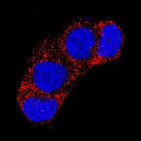 Immunocytochemistry Wnt-4 Antibody (55025) [Unconjugated]