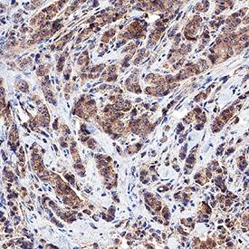 Immunohistochemistry Wnt-4 Antibody (55025) [Unconjugated]