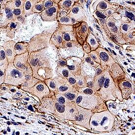 Immunohistochemistry Wnt-4 Antibody (55025) [Unconjugated]