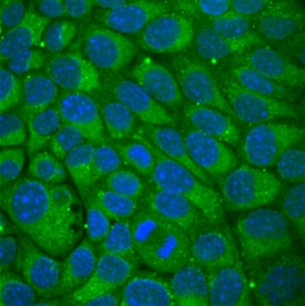 Wnt-5b was detected in immersion fixed NMuMG mouse mammary gland epithelial cell line using Rat Anti-Mouse Wnt-5b Monoclonal Antibody (Catalog # MAB3006) at 10 µg/mL for 3 hours at room temperature. Cells were stained using the NorthernLights™ 493-conjugated Anti-Rat IgG Secondary Antibody (green; Catalog # NL015) and counterstained with DAPI (blue). Specific staining was localized to cytoplasm. View our protocol for Fluorescent ICC Staining of Cells on Coverslips.