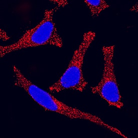 Immunocytochemistry Wnt-7a Antibody (946744) [Unconjugated]