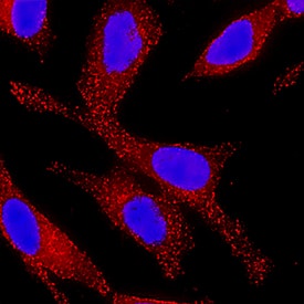 Immunocytochemistry Wnt-7a Antibody (946730) [Unconjugated]
