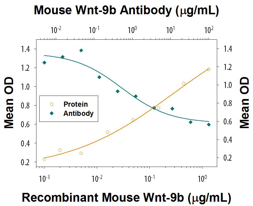Recombinant Mouse Wnt-9b (Catalog # 3669-WN) induces alkaline phosphatase production in the C3H10T1/2 mouse embryonic fibroblast in a dose-dependent manner (orange line). Alkaline Phosphatase Production elicited by Recombinant Mouse Wnt-9b (400 ng/mL) is neutralized (green line) by increasing concentrations of Rat Anti-Mouse Wnt-9b Monoclonal Antibody (Catalog # MAB36691). The ND50 is typically 125-750 ng/mL.