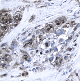 Immunohistochemistry XIAP Antibody [Unconjugated]