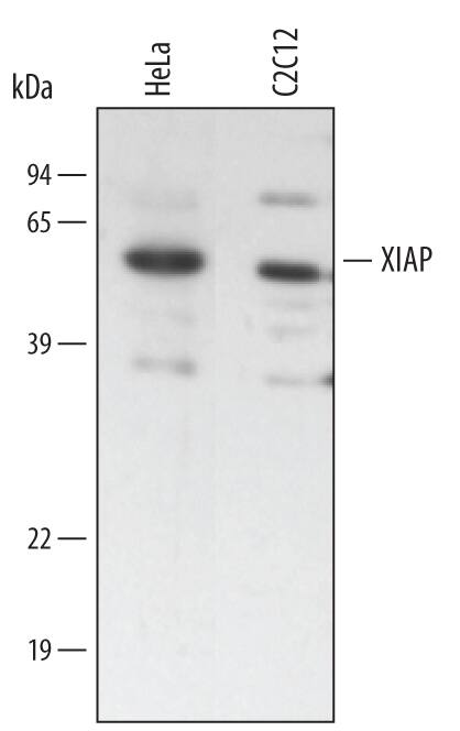 Western blot shows lysates of HeLa human cervical epithelial carcinoma cell line and C2C12 mouse myoblast cell line. PVDF membrane was probed with 0.25 µg/mL of Goat Anti-Human XIAP Biotinylated Antigen Affinity-purified Polyclonal Antibody (Catalog # BAF8221) followed by Streptavidin-HRP (Catalog # DY998). A specific band was detected for XIAP at approximately 56 kDa (as indicated). This experiment was conducted under reducing conditions and using Immunoblot Buffer Group 2.