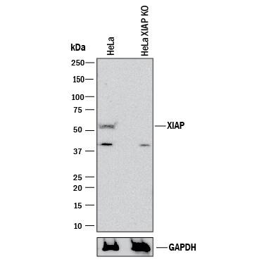 Knockout Validated XIAP Antibody (117320) [Unconjugated]