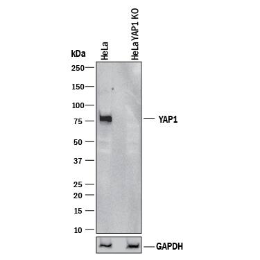 <b>Genetic Strategies Validation. </b>Western blot shows lysates of HeLa human cervical epithelial carcinoma parental cell line and YAP1 knockout HeLa cell line (KO). PVDF membrane was probed with 2 µg/mL of Mouse Anti-Human/Mouse/Rat YAP1 Monoclonal Antibody (Catalog # MAB8094) followed by HRP-conjugated Anti-Mouse IgG Secondary Antibody (Catalog # HAF018). A specific band was detected for YAP1 at approximately 75 kDa (as indicated) in the parental HeLa cell line, but is not detectable in knockout HeLa cell line. GAPDH (Catalog # MAB5718) is shown as a loading control. This experiment was conducted under reducing conditions and using Immunoblot Buffer Group 1.