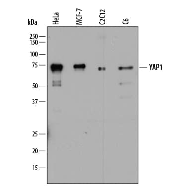 Western blot shows lysates of HeLa human cervical epithelial carcinoma cell line, MCF-7 human breast cancer cell line, C2C12 mouse myoblast cell line, and C6 rat glioma cell line. PVDF membrane was probed with 2 µg/mL of Mouse Anti-Human YAP1 Monoclonal Antibody (Catalog # MAB8094) followed by HRP-conjugated Anti-Mouse IgG Secondary Antibody (Catalog # HAF018). A specific band was detected for YAP1 at approximately 70-75 kDa (as indicated). This experiment was conducted under reducing conditions and using Immunoblot Buffer Group 1.