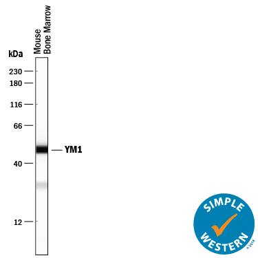 Simple Western YM1/Chitinase 3-like 3 Antibody [Unconjugated]