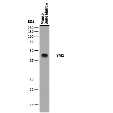 Western Blot YM1/Chitinase 3-like 3 Antibody (281926) [Unconjugated]