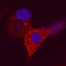 Immunocytochemistry ZAG Antibody (842014) [Unconjugated]