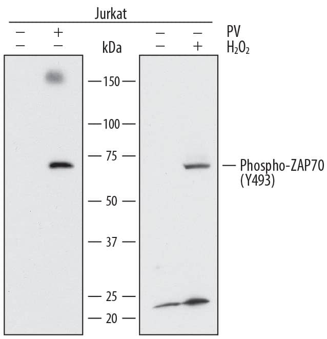 Western blot shows lysates of Jurkat human acute T cell leukemia cell line untreated (-) or treated (+) with 1 mM Pervanadate (PV) for 10 minutes or 2 mM H2O2for 2 minutes. PVDF membrane was probed with 1 µg/mL of Mouse Anti-Human Phospho-ZAP70 (Y493) Monoclonal Antibody (Catalog # MAB7694) followed by HRP-conjugated Anti-Mouse IgG Secondary Antibody (Catalog # HAF007). A specific band was detected for Phospho-ZAP70 (Y493) at approximately 70 kDa (as indicated). This experiment was conducted under reducing conditions and using Immunoblot Buffer Group 1.