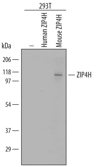 Western Blot ZIP4H/Tex11 Antibody [Unconjugated]