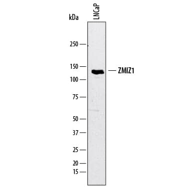Western blot shows lysates of LNCaP human prostate cancer cell line. PVDF membrane was probed with 1 µg/mL of Sheep Anti-Human ZMIZ1/Zimp10 Antigen Affinity-purified Polyclonal Antibody (Catalog # AF8107) followed by HRP-conjugated Anti-Sheep IgG Secondary Antibody (Catalog # HAF016). A specific band was detected for ZMIZ1/Zimp10 at approximately 120-130 kDa (as indicated). This experiment was conducted under reducing conditions and using Immunoblot Buffer Group 1.