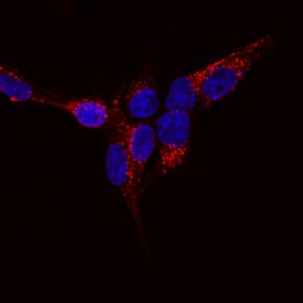 ZNRF3 was detected in immersion fixed HEK human embryonic kidney cell transfectants using Rabbit Anti-Mouse ZNRF3 Monoclonal Antibody (Catalog # MAB8328) at 5 µg/mL for 3 hours at room temperature. Cells were stained using the NorthernLights™ 557-conjugated Anti-Rabbit IgG Secondary Antibody (red; Catalog # NL004) and counterstained with DAPI (blue). Specific staining was localized to cytoplasm and cell surfaces. View our protocol for Fluorescent ICC Staining of Cells on Coverslips.