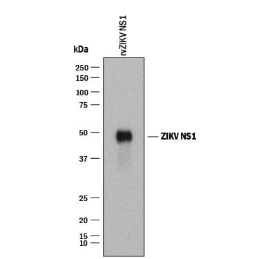 Western blot shows lysates of Recombinant Viral Zika Virus (H/PF/2013) NS1. PVDF membrane was probed with 1 µg/mL of Mouse Anti-Viral Zika Virus (H/PF/2013) NS1 Monoclonal Antibody (Catalog # MAB99202) followed by HRP-conjugated Anti-Mouse IgG Secondary Antibody (Catalog # HAF018). A specific band was detected for Zika Virus (H/PF/2013) NS1 at approximately 50 kDa (as indicated). This experiment was conducted under reducing conditions and using Immunoblot Buffer Group 1.