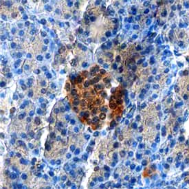 Immunohistochemistry ZnT-8/SLC30A8 Antibody (815039) [Unconjugated]