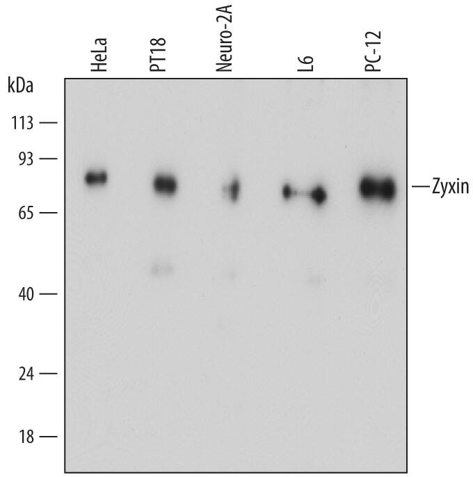 Western blot shows lysates of Human cervical epithelial carcinoma cell line, PT18 mouse mast/ basophil cell line, Neuro-2A mouse neuroblastoma cell line, L6 rat myoblast cell line, and PC-12 rat adrenal pheochromocytoma cell line. PVDF membrane was probed with 0.5 µg/mL of Mouse Anti-Human/Mouse/Rat Zyxin Monoclonal Antibody (Catalog # MAB6977) followed by HRP-conjugated Anti-Mouse IgG Secondary Antibody (Catalog # HAF007). A specific band was detected for Zyxin at approximately 82 kDa (as indicated). This experiment was conducted under reducing conditions and using Immunoblot Buffer Group 1.