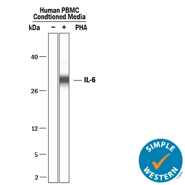 <b>Biological Strategies Validation. </b>Simple Western lane view shows PBMC conditioned media untreated (-) or treated (+) with PHA , loaded at 0.2 mg/mL. A specific band was detected for IL‑6 at approximately 31 kDa (as indicated) using 50 µg/mL of Goat Anti-Human IL‑6 Polyclonal Antibody (Catalog # AB-206-NA). This experiment was conducted under reducing conditions and using the 12-230 kDa separation system.