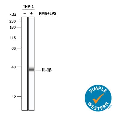<b>Biological Strategies Validation. </b>Simple Western lane view shows lysates of THP‑1 human acute monocytic leukemia cell line untreated (-) or treated (+) with 200 nm PMA and 10 ug/ml LPS for 24 hrs and 3 hrs, respectively, and loaded at 0.2 mg/mL. A specific band was detected for IL‑1 beta /IL‑1F2 at approximately 39 kDa (as indicated) using 1 µg/mL of Goat Anti-Human IL‑1 beta /IL‑1F2 Antigen Affinity-purified Polyclonal Antibody (Catalog # AF-201-NA) . This experiment was conducted under reducing conditions and using the 12-230 kDa separation system.