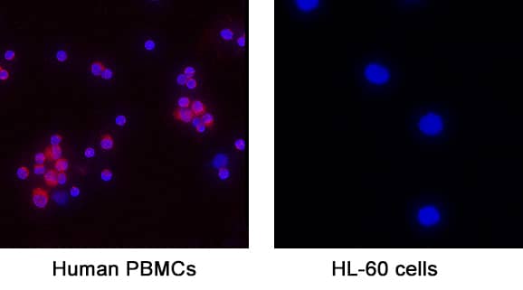 Immunocytochemistry IL-3 Antibody [Unconjugated]