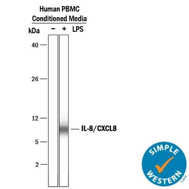 Simple Western CXCL8/IL-8 Antibody [Unconjugated]