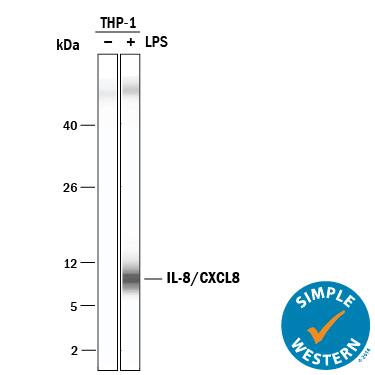 Simple Western CXCL8/IL-8 Antibody [Unconjugated]
