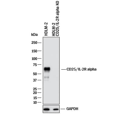 <b>Genetic Strategies Validation. </b>Western blot shows lysates of HDLM‑2 human Hodgkin’s lymphoma cell line and human CD25/IL-2 R alpha knockout HDLM‑2 human Hodgkin’s lymphoma cell line. PVDF membrane was probed with 1 µg/mL of Goat Anti-Human CD25/IL-2R alpha Antigen Affinity-purified Polyclonal Antibody (Catalog # AF-223-NA) followed by HRP-conjugated Anti-Goat IgG Secondary Antibody (HAF017). A specific band was detected for CD25/IL-2R alpha at approximately 60 kDa (as indicated) in the parental HDLM‑2 human Hodgkin’s lymphoma cell line cell line, but is not detectable in knockout HDLM‑2 human Hodgkin’s lymphoma cell line cell line. GAPDH (AF5718) is shown as a loading control. This experiment was conducted under reducing conditions and using Western Blot Buffer Group 1.