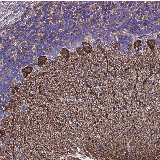 NT‑3 was detected in perfusion fixed frozen sections of mouse cerebellum using Goat Anti-Human NT‑3 Antigen Affinity-purified Polyclonal Antibody (Catalog # AF-267-NA) at 0.25 µg/ml overnight at 4 °C. Before incubation with the primary antibody, tissue was subjected to heat-induced epitope retrieval using VisUCyte Antigen Retrieval Reagent-Basic (VCTS021). Tissue was stained using the HRP-conjugated Anti-Goat IgG Secondary Antibody (HAF109) and counterstained with hematoxylin (blue). Specific staining was localized to the cytoplasm of purkinje neurons. View our protocol for Chromogenic IHC Staining of Frozen Tissue Sections.