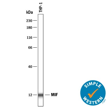 Simple Western lane view shows lysates of THP‑1 human acute monocytic leukemia cell line, loaded at 0.2 mg/mL. A specific band was detected for MIF at approximately 12 kDa (as indicated) using 10 µg/mL of Goat Anti-Human/Mouse/Rat MIF Antigen Affinity-purified Polyclonal Antibody (Catalog # AF-289-PB) . This experiment was conducted under reducing conditions and using the 12-230 kDa separation system.