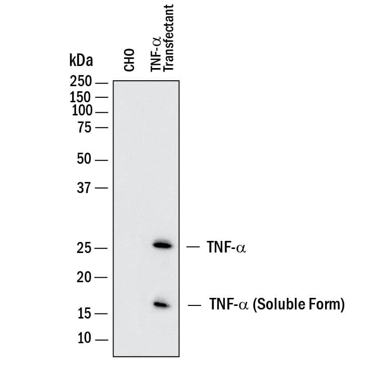 Western Blot TNF-alpha Antibody [Unconjugated]