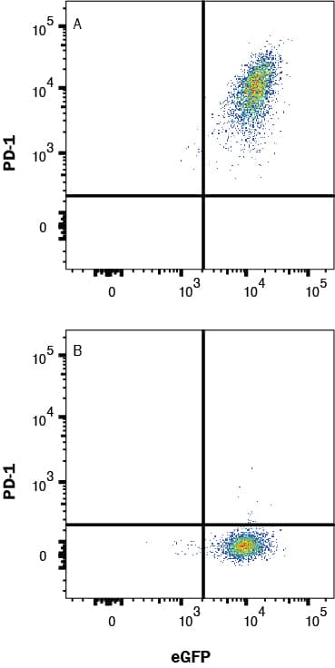 HEK293 human embryonic kidney cell line transfected with (A) mouse PD-1 or (B) irrelevant transfected cell line and eGFP were stained with Goat Anti-Mouse PD‑1 Antigen Affinity-purified Polyclonal Antibody (Catalog # AF1021) followed by Allophycocyanin-conjugated Anti-Goat IgG Secondary Antibody (Catalog # F0108). View our protocol for Staining Membrane-associated Proteins. 