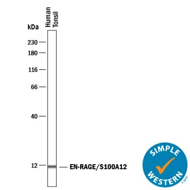 Simple Western EN-RAGE/S100A12 Antibody [Unconjugated]