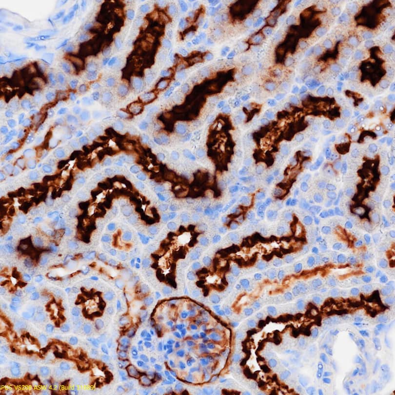 Immunohistochemistry Neprilysin/CD10 Antibody [Unconjugated]