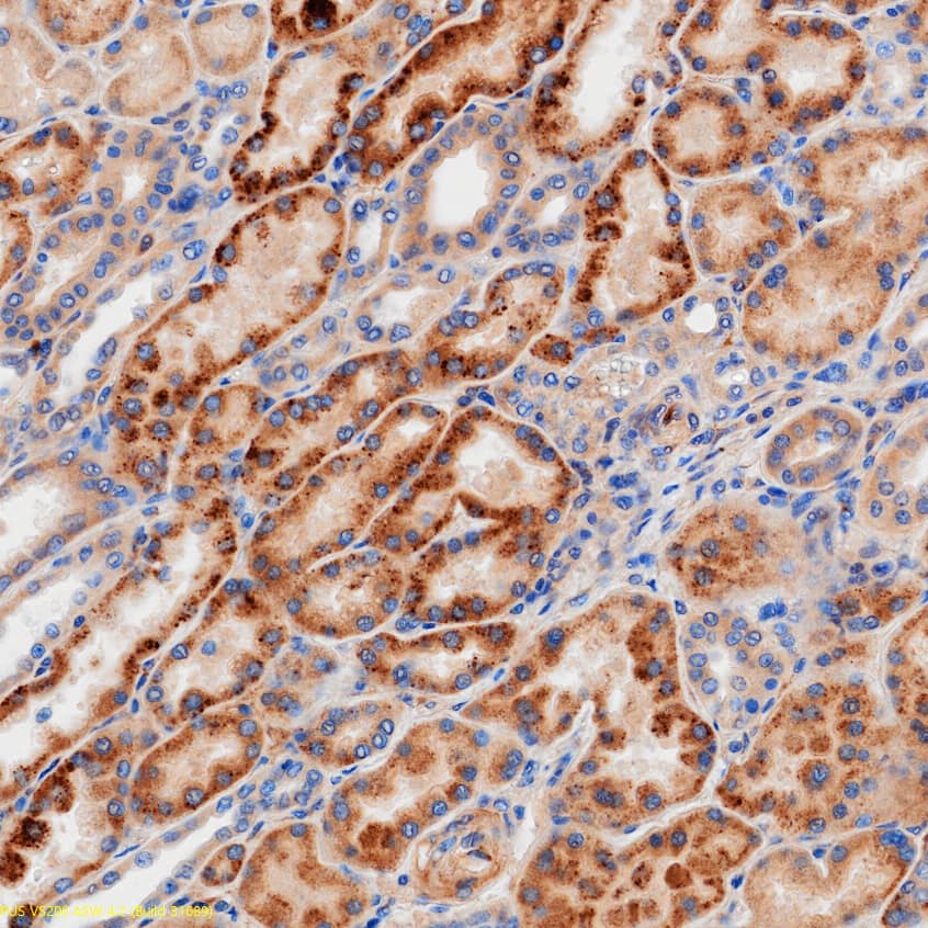 Cathepsin O was detected in immersion fixed paraffin-embedded sections of human kidney using Goat Anti-Human Cathepsin O Antigen Affinity-purified Polyclonal Antibody (Catalog # AF1174) at 1 µg/ml overnight at 4 &deg;C. Before incubation with the primary antibody, tissue was subjected to heat-induced epitope retrieval using VisUCyte Antigen Retrieval Reagent-Basic (Catalog # VCTS021). Tissue was stained using the HRP-conjugated Anti-Goat IgG Secondary Antibody (Catalog # HAF017) and counterstained with hematoxylin (blue). Specific staining was localized to the lysosomes. View our protocol for Chromogenic IHC Staining of Paraffin-embedded Tissue Sections.