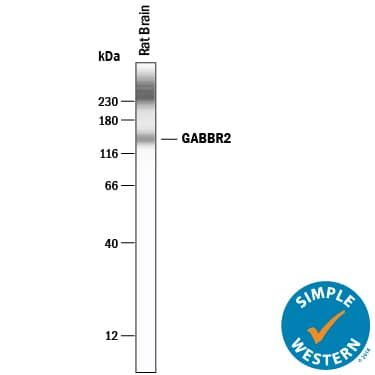 Simple Western lane view shows lysates of rat brain tissue, loaded at 0.2 mg/mL. A specific band was detected for GABAB R2 at approximately 148 kDa (as indicated) using 20 µg/mL of Goat Anti-Rat GABAB R2 N-Terminus Antigen Affinity-purified Polyclonal Antibody (Catalog # AF1188) followed by 1:50 dilution of HRP-conjugated Anti-Goat IgG Secondary Antibody (HAF019). This experiment was conducted under reducing conditions and using the 12-230 kDa separation system.Non-specific interaction with the 230 kDa Simple Western standard may be seen with this antibody.