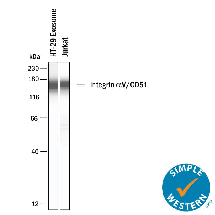 Simple Western shows lysates of Exosome Standards (HT‑29) (NBP3-11685) and Jurkat human acute T cell leukemia cell line, loaded at 0.5 mg/ml. A specific band was detected for Integrin  alpha V/CD51 at approximately 150 kDa (as indicated) using 20 µg/mL of Goat Anti-Human/Mouse/Rat Integrin  alpha V/CD51 Antigen Affinity-purified Polyclonal Antibody (Catalog # AF1219). This experiment was conducted under reducing conditions and using the 12-230kDa separation system.