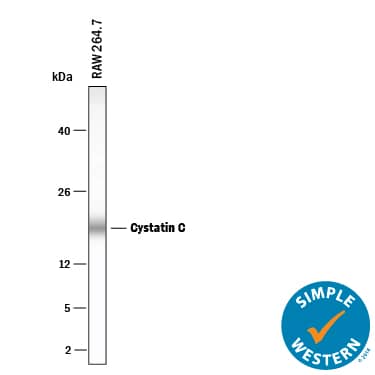 Simple Western lane view shows lysates of RAW 264.7 mouse monocyte/macrophage cell line, loaded at 0.2 mg/mL. A specific band was detected for Cystatin C at approximately 19 kDa (as indicated) using 10 µg/mL of Goat Anti-Mouse Cystatin C Antigen Affinity-purified Polyclonal Antibody (Catalog # AF1238) . This experiment was conducted under reducing conditions and using the 12-230 kDa separation system.