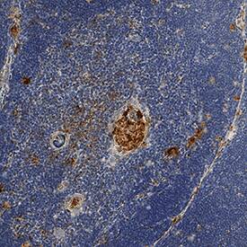 Immunohistochemistry Fas Ligand/TNFSF6 Antibody [Unconjugated]