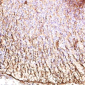 Immunohistochemistry Notch-3 Antibody [Unconjugated]