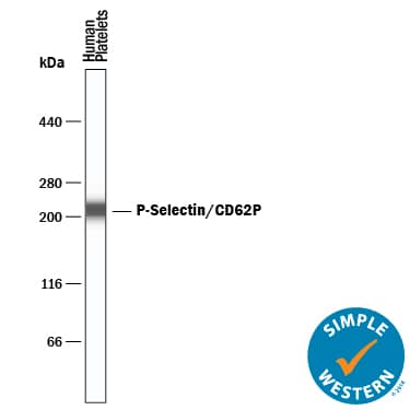 Simple Western P-Selectin/CD62P Antibody [Unconjugated]