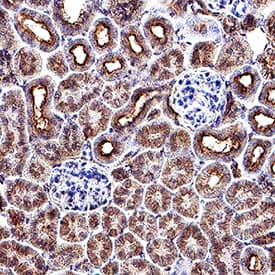 PDGF‑C was detected in perfusion fixed paraffin-embedded sections of mouse kidney using Goat Anti-Mouse PDGF‑C Antigen Affinity-purified Polyclonal Antibody (Catalog # AF1447) at 5 &micro;g/mL for 1 hour at room temperature followed by incubation with the Anti-Goat IgG VisUCyte&trade; HRP Polymer Antibody (VC004). Before incubation with the primary antibody, tissue was subjected to heat-induced epitope retrieval using Antigen Retrieval Reagent-Basic (CTS013). Tissue was stained using DAB (brown) and counterstained with hematoxylin (blue). Specific staining was localized to cytoplasm and plasma membrane in convoluted tubules. Staining was performed using our protocol for IHC Staining with VisUCyte HRP Polymer Detection Reagents.