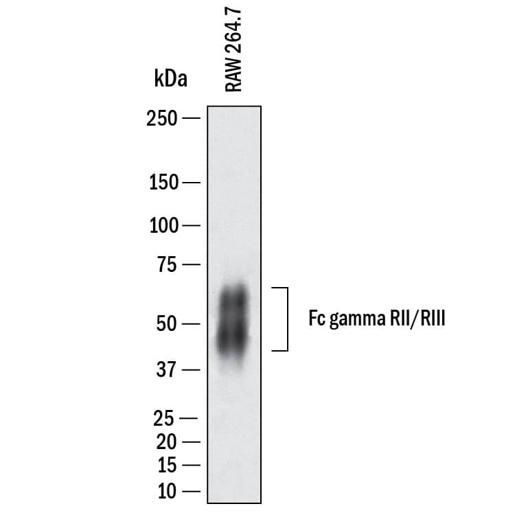 Western Blot shows lysates of RAW&amp;#160;264.7 mouse monocyte/macrophage cell line. PVDF membrane was probed with 1&amp;nbsp;µg/ml of Goat Anti-Mouse Fc gamma  RII/RIII (CD32/CD16) Antigen Affinity-purified Polyclonal Antibody (Catalog # AF1460) followed by HRP-conjugated Anti-Goat IgG Secondary Antibody (Catalog&amp;#160;# &lt;a class=NoLineLink href=