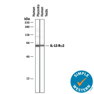 Simple Western lane view shows lysates of human placenta tissue and human testis tissue, loaded at 0.2 mg/mL. A specific band was detected for IL-13 Ra2 at approximately 59 kDa (as indicated) using 10 µg/mL of Goat Anti-Human IL-13 Ra2 Antigen Affinity-purified Polyclonal Antibody (Catalog # AF146) followed by 1:50 dilution of HRP-conjugated Anti-Goat IgG Secondary Antibody (Catalog # HAF109). This experiment was conducted under reducing conditions and using the 12-230 kDa separation system.