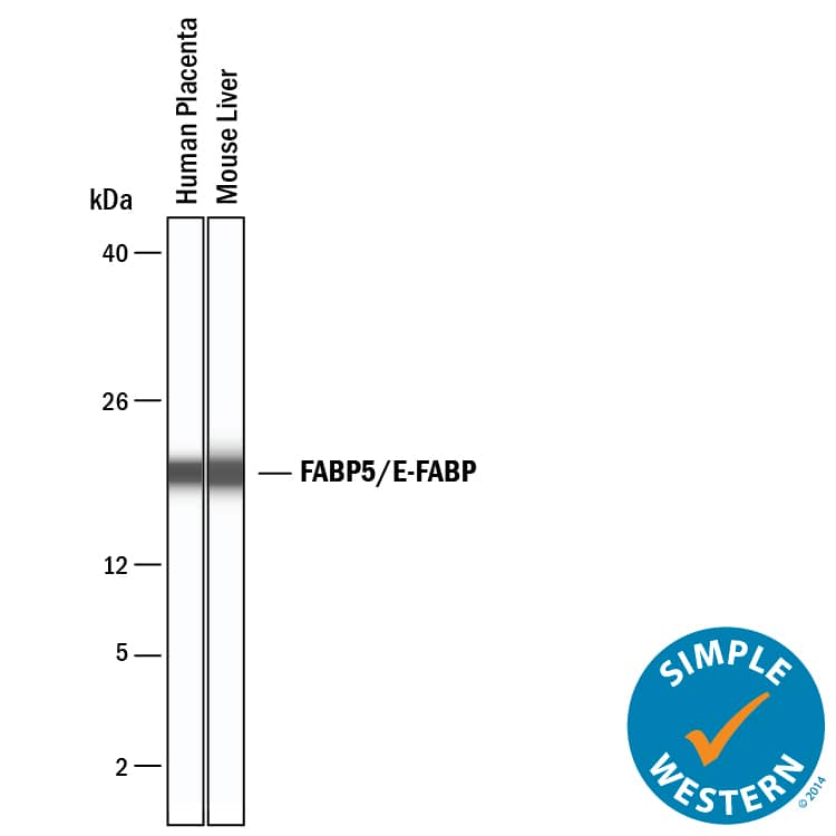 Simple Western FABP5/E-FABP Antibody [Unconjugated]