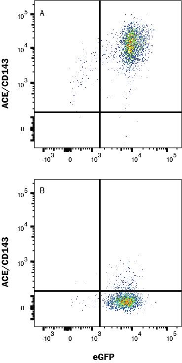 HEK293/mACE/eGFP transfectants (A) vs Irrelevant transfectants (B) were stained with Goat Anti-Mouse ACE/CD143 Antigen Affinity-purified Polyclonal Antibody (Catalog # AF1513) followed by Allophycocyanin-conjugated Anti-Goat IgG Secondary Antibody (Catalog # F0108). View our protocol for Staining Membrane-associated Proteins. 