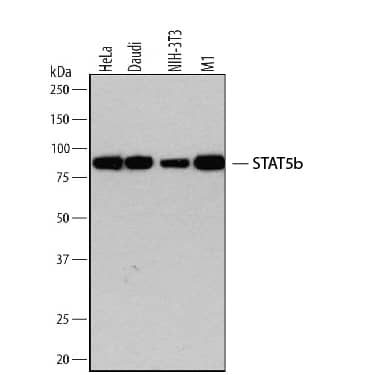 Western Blot shows lysates of HeLa human cervical epithelial carcinoma cell line, Daudi human Burkitt's lymphoma cell line, NIH&amp;#x2011;3T3 mouse embryonic fibroblast cell line and M1 mouse myeloid leukemia cell line. PVDF membrane was probed with 0.2&amp;nbsp;µg/ml of Rabbit Anti-Human/Mouse STAT5b Antigen Affinity-purified Polyclonal Antibody (Catalog # AF1584) followed by HRP-conjugated Anti-Rabbit IgG Secondary Antibody (Catalog&amp;#160;# &lt;a class=NoLineLink href=