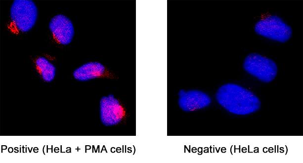 Immunocytochemistry GSK-3 alpha/beta [p Ser9, p Ser21, p Ser9] Antibody [Unconjugated]