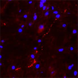 CART was detected in perfusion fixed frozen sections of mouse brain tissue using Goat Anti-Human/Mouse/Rat CART Antigen Affinity-purified Polyclonal Antibody (Catalog # AF163) at 5 µg/mL overnight at 4 °C. Tissue was stained using the NorthernLights™ 557-conjugated Anti-Goat IgG Secondary Antibody (red; NL001) and counterstained with DAPI (blue). Specific staining was localized to neurons. Staining was performed using our Fluorescent IHC Staining of Frozen Tissue Sections.