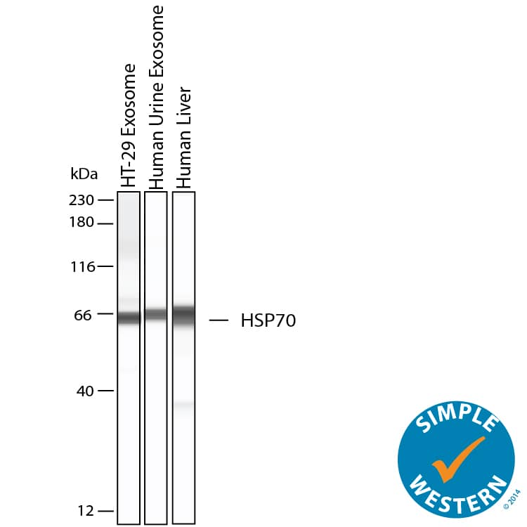 Simple Western shows lysates of Exosome Standards (HT‑29) (NBP3-11685), Exosome Standards (Human Urine) (NBP2-49840) and human liver tissue, loaded at 0.5 mg/ml. A specific band was detected for HSP70/HSPA1A at approximately 67 kDa (as indicated) using 20 µg/mL of Rabbit Anti-Human/Mouse/Rat HSP70/HSPA1A Antigen Affinity-purified Polyclonal Antibody (Catalog # AF1663). This experiment was conducted under reducing conditions and using the 12-230kDa separation system.